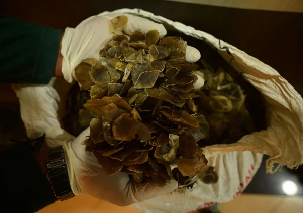 Kasus Penyelundupan Sisik Trenggiling Terungkap, Geopix Minta Jaringan Perdagangan Satwa Liar Dibongkar